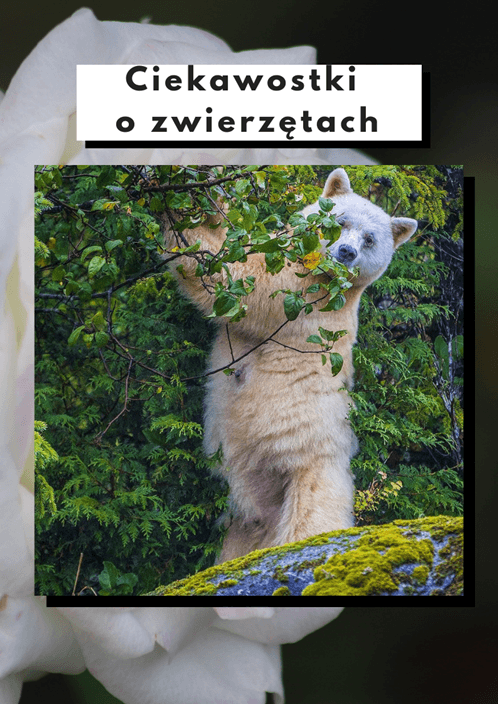 Ciekawostki o zwierzętach